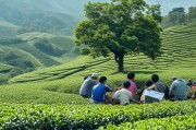 生态茶园申请补贴，政策解读与实践路径