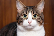 揭秘猫咪排名网站，了解猫咪世界的风向标，猫咪网站风云榜，探秘猫咪世界风向标