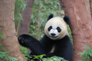 熊猫中文网站排名榜，揭秘热门中文网站实力排名，2023熊猫中文网站实力排行榜，热门网站大揭秘