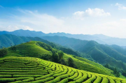 茶山网站运营维护，从策划到执行的全攻略，精细化运营策略，打造茶叶官网全面运营计划