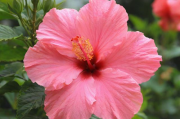芙蓉区展示网站公司排名，揭秘长沙本土优秀企业风采，长沙芙蓉区网站公司实力榜，本土企业风采大揭秘
