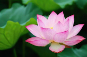 莲塘付费网站优化排名，揭秘提升网站流量与转化率的秘诀，莲塘网站流量与转化率提升秘籍，揭秘付费网站优化排名之道