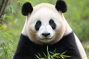 熊猫中文网站凭借卓越品质，稳居行业排名第一，熊猫中文网站以卓越品质领跑行业，稳居榜首地位