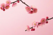 梅州网站推广服务排名，揭秘梅州地区最具影响力的网络营销平台，梅州网络营销平台影响力揭秘，梅州网站推广服务排行榜单揭晓