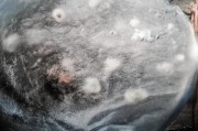 好，用户让我写一篇关于食品补贴申请的文章，标题和内容都要写。首先，我需要确定文章的结构。标题要吸引人，可能用一些激励性的词汇，比如开启幸福生活的新篇章之类的。接下来，内容部分要分几个部分来展开