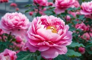 在引言里，我需要突出洛阳的历史文化底蕴和当前的发展需求，说明为什么需要人才补贴。比如，洛阳作为牡丹花下望中州的地方，有着丰富的文化底蕴，但经济发展需要更多的人才支持，特别是高端人才