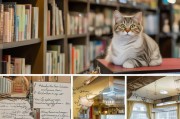 CFA注册猫舍的详细指南，如何成功注册并打造高品质猫舍