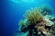 藻类图谱网站排名，探索海洋生物奥秘的导航指南，海洋生物探索导航，藻类图谱网站排名全解析
