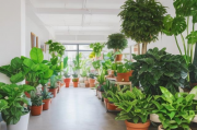 全球热门植物拍卖网站排名，园艺爱好者的购物天堂，全球园艺爱好者必逛，热门植物拍卖网站排行榜揭晓