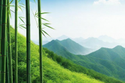 楠竹山网站建设与维护的重要性，楠竹山网站建设与维护的必要性探讨