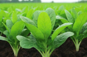 2023年度植物育种网站排名，权威盘点与深度解析，2023年植物育种网站权威排名，深度解析与盘点