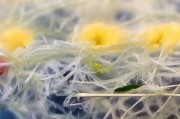 好，用户让我写一篇关于六春湖残疾人补贴申请的文章，标题和内容都要写。首先，我需要明确用户的需求。标题已经给出，是六春湖残疾人补贴申请，内容部分需要不少于836个字